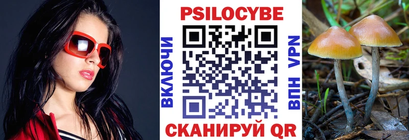 Купить где  Мурино  Псилоцибиновые грибы Psilocybe 